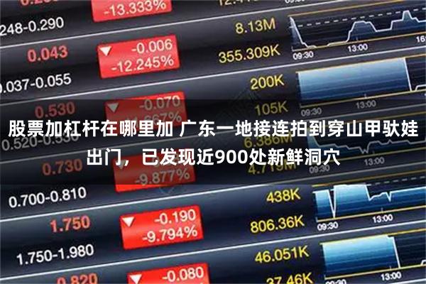 股票加杠杆在哪里加 广东一地接连拍到穿山甲驮娃出门，已发现近900处新鲜洞穴